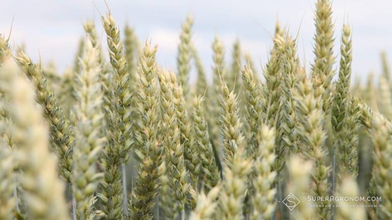 Посіви пшениці